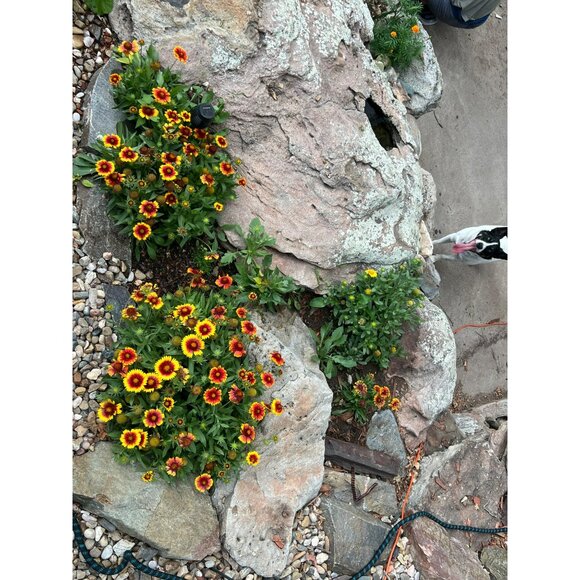 Gaillardia Arizona Apricot Blanket Flower Gaillardia Aristata Seeds 25+ - Picture 2 of 2